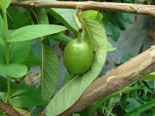  Fruit